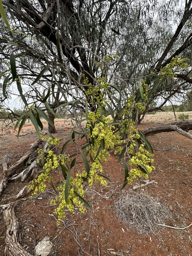 supplejack (Ventilago viminalis)