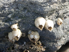 Amphibalanus eburneus