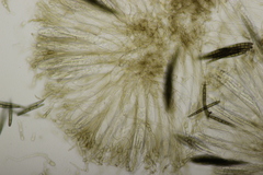 Geoglossum cookeanum