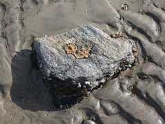 Amphibalanus eburneus