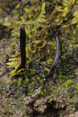 Geoglossum cookeanum
