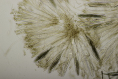 Geoglossum cookeanum