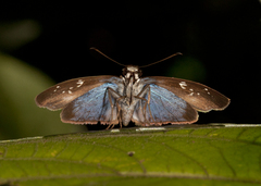 Quadrus contubernalis