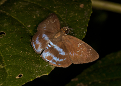 Quadrus contubernalis
