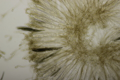 Geoglossum cookeanum