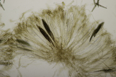 Geoglossum cookeanum
