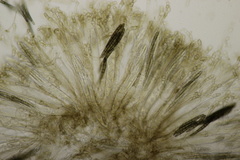 Geoglossum cookeanum