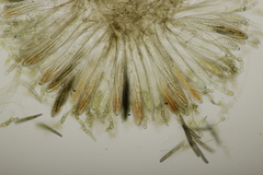 Geoglossum cookeanum