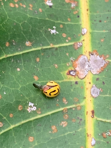 Anegleis cardoni