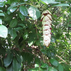 Gmelina philippensis