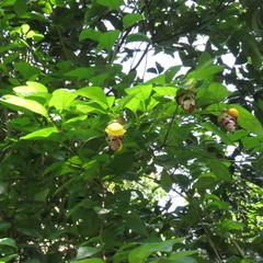 Gmelina philippensis