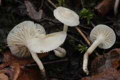 Cuphophyllus virgineus