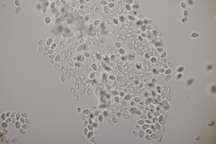 Cuphophyllus virgineus