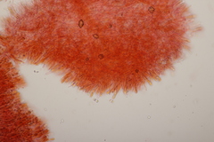 Cuphophyllus virgineus