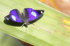Diaethria bacchis