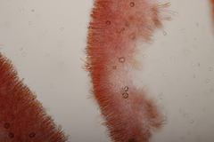 Cuphophyllus virgineus
