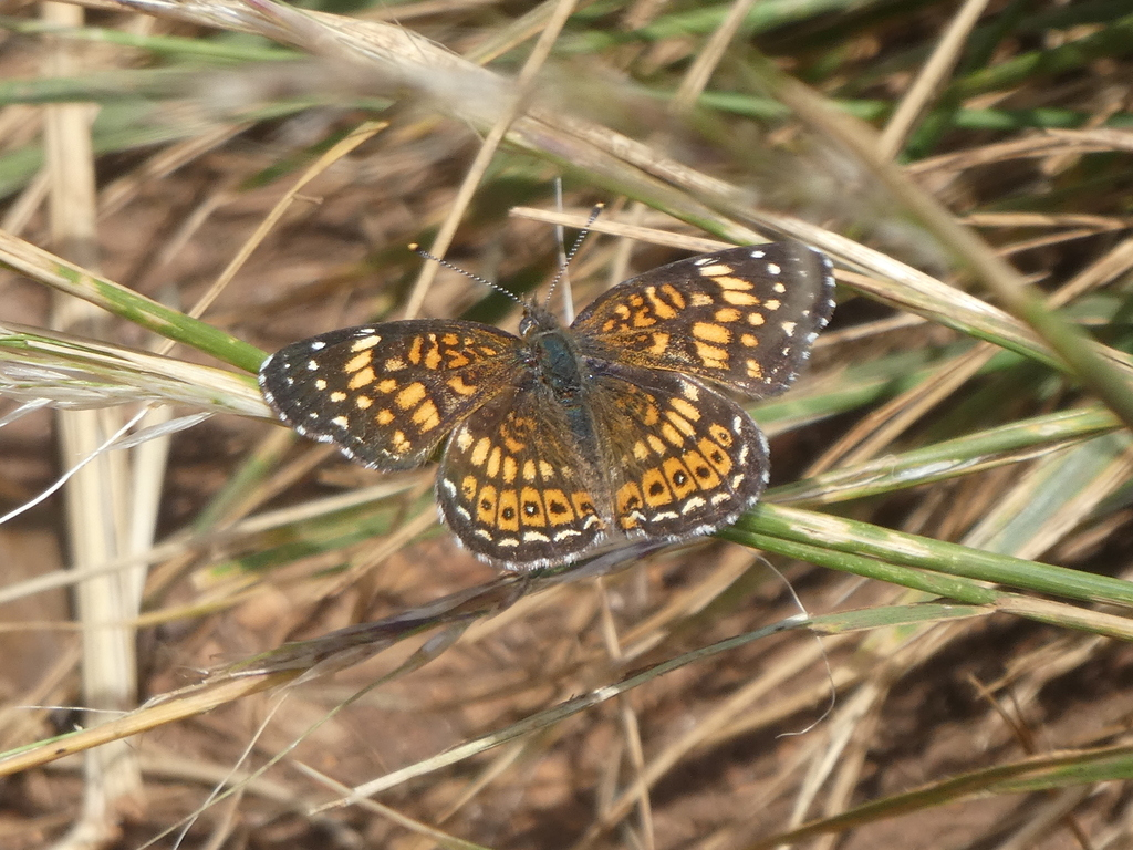 Kendall's Checkerspot