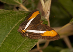 Adelpha cytherea marcia