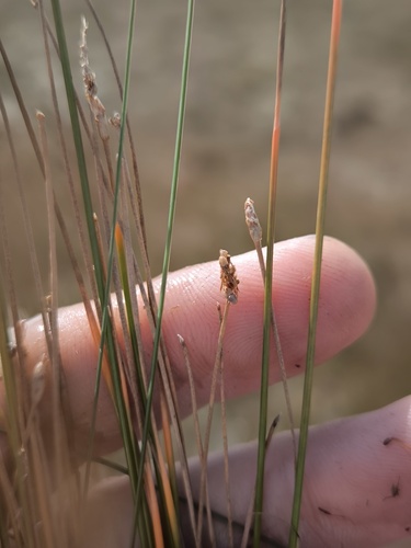 Eleocharis kamtschatica iNat (2)