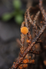 Pithya cupressina