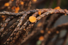 Pithya cupressina