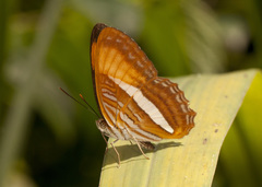 Adelpha cytherea marcia