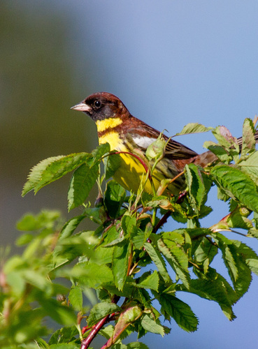 Yellow-breasted Bunting