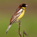 Yellow-breasted Bunting - Photo (c) Pavel Shukov, some rights reserved (CC BY-NC), uploaded by Pavel Shukov