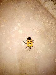 Catacanthus incarnatus