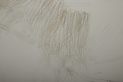 Pithya cupressina