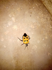 Catacanthus incarnatus