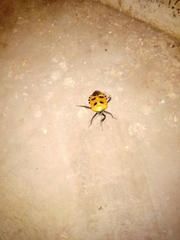 Catacanthus incarnatus