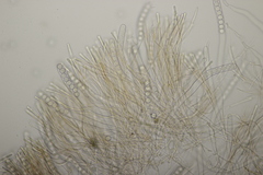 Pithya cupressina
