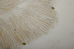 Pithya cupressina