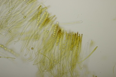 Pithya cupressina