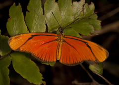Eueides aliphera gracilis