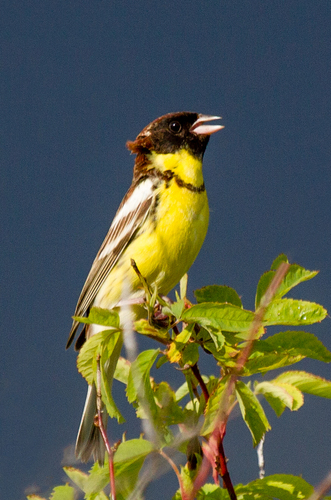 Yellow-breasted Bunting