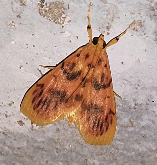 Eusabena miltochristalis