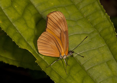 Eueides aliphera gracilis