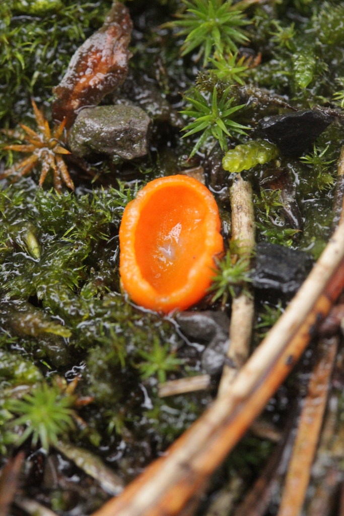 Neottiella rutilans
