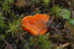 Neottiella rutilans