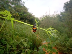 Hycleus