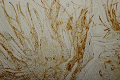 Neottiella rutilans