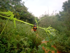 Hycleus