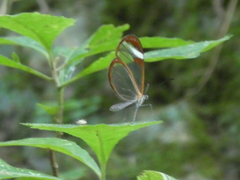 Pteronymia cotytto cotytto