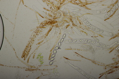 Neottiella rutilans