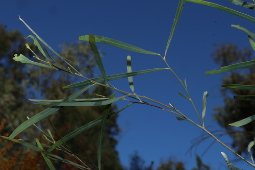 Oleander Wattle (Acacia neriifolia)