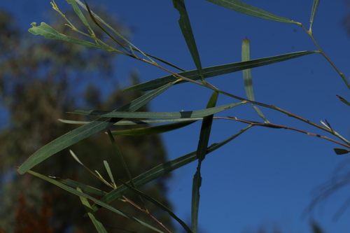 Acacia neriifolia, photograph 1