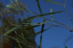 Acacia neriifolia, photograph (c) Greg Tasney, some rights reserved (CC BY-SA)