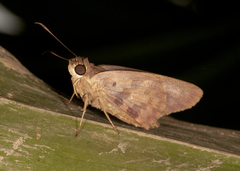 Polygonus savigny savigny